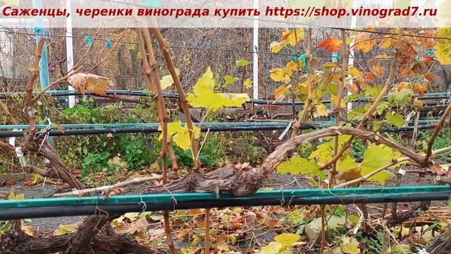 Осенняя обрезка, формировка винограда, замена многолетней древесины. Виды формировок винограда.