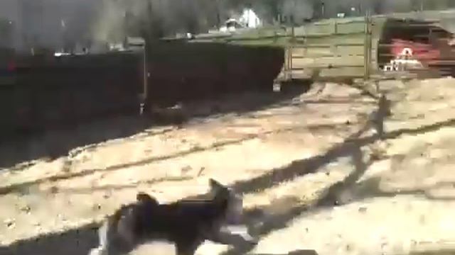 7 month old Pumi, Apród with sheep смотреть онлайн