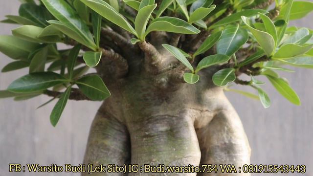ADENIUM ARABICUM HYBRID PART 1 (EC x NOMSOD DD) смотреть онлайн