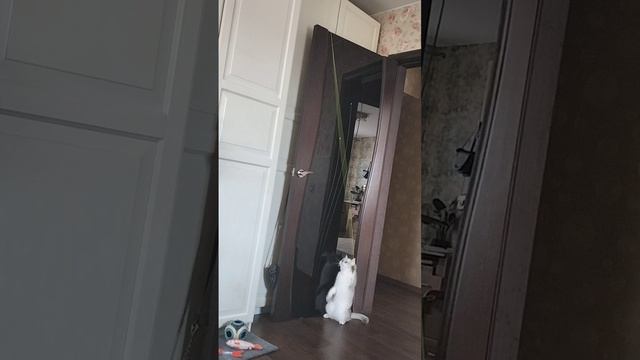 Британская шиншилла и сумашедшая стрекоза