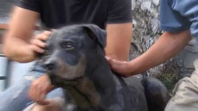 escultor de perros Enrique Alvarez смотреть онлайн