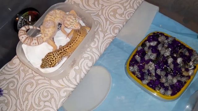 Совместное содержание самца и самки эублефара смотреть онлайн
