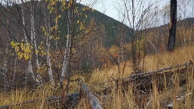 Охота на изюбря на реву. Бурятия, Хамар-Дабан. Подманили на десять метров...Сентябрь 2022