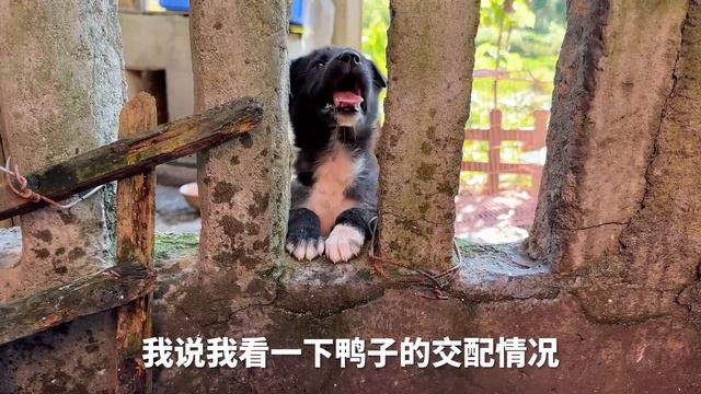 猫狗大战丨块头最大的布丁，在一众萌宠中，竟是地位最低的【天下一场梦】 смотреть онлайн