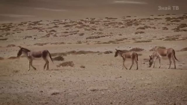 И не Лошадь, и не Осел, но Волку и Барсу даст копытом! КИАНГИ В ДЕЛЕ! смотреть онлайн