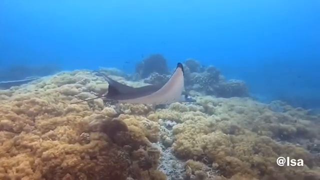 Tubbataha Liveaboad 2019 смотреть онлайн