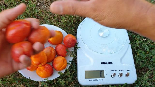 АБРИКОС АПРИУМ / КАК ПЕРЕНЁС ЗИМУ В -28 градусов смотреть онлайн