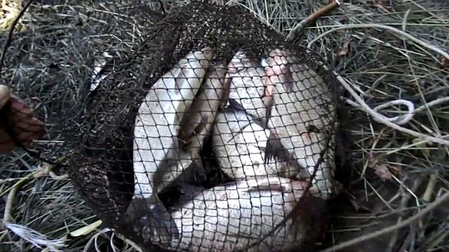 РЫБАЛКА НА ОКЕ с ночевкой в жару +33.Наловили ЛЕЩА.#ока#лещ#язь смотреть онлайн