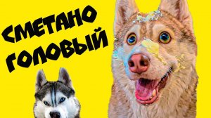 СМЕТАНОГОЛОВЫЙ!!! У БУБЛИКА ВЫЛЕЗЛИ МОЗГИ!! (Хаски Бандит) Говорящая собака