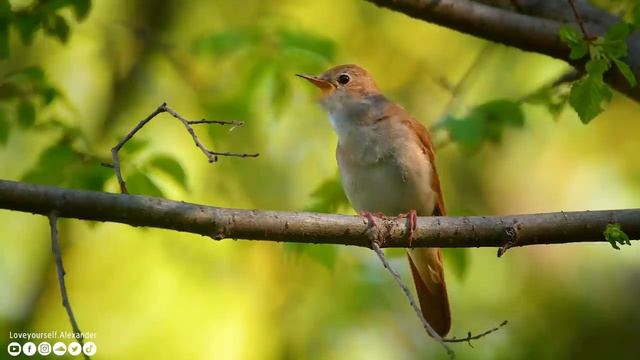 Yспокаивающая музыка для нервов ? лечебная музыка для сердца и сосудов, релакс, музыка для души #97 смотреть онлайн