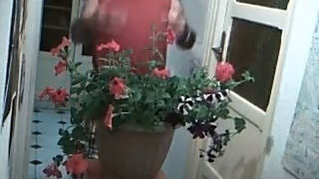 PETUNIAS. смотреть онлайн