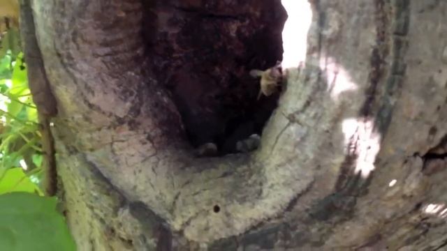 дикие пчелы которые живут в дупле дерева улей для пчел смотреть онлайн