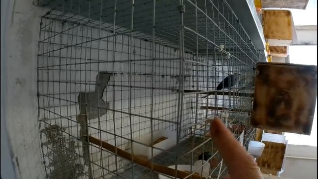 клетки для попугаев своими руками | волнистых, корелла, аммадин и т.д смотреть онлайн