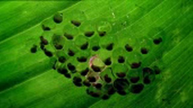 Красноглазая квакша (Agalychnis callidryas) икра смотреть онлайн