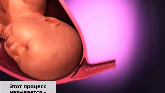 Основные этапы родов. смотреть онлайн