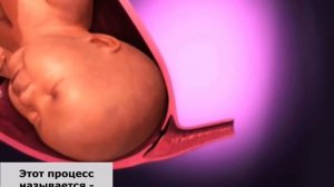 Основные этапы родов.