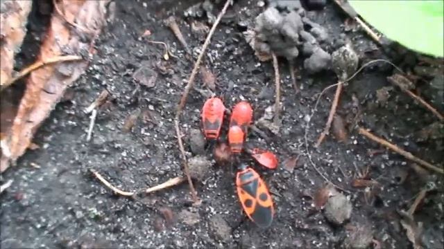 Еще немного клопов солдатиков/some more firebugs смотреть онлайн