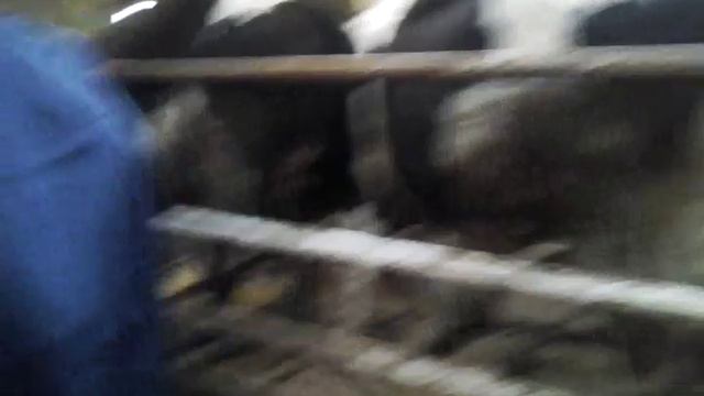 На отборе коров +7 965 617 60 05. Звоните! +7 965 617 60 05 Звоните! смотреть онлайн