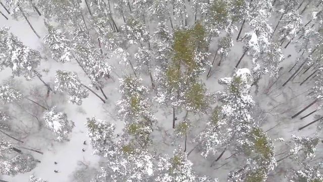 Муром Вербовский Лыжня России 2015г  с квадрокоптера FPV