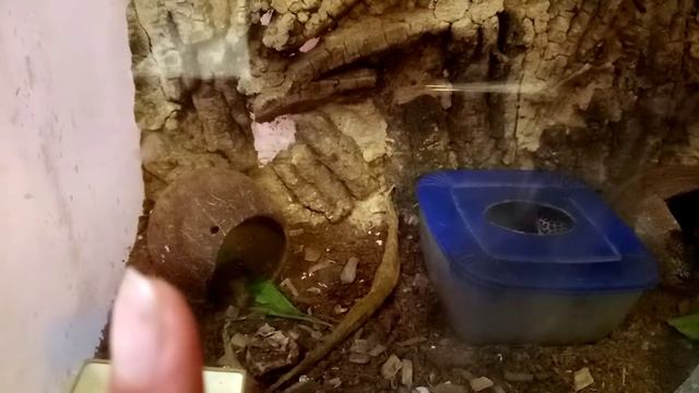 Содержание пятнистого эублефара смотреть онлайн