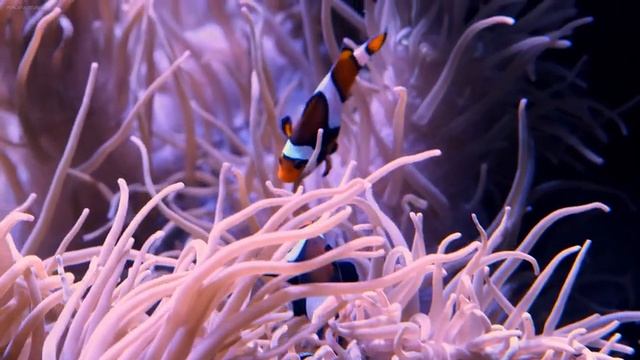 4K Aquarium For Relaxation ? Relaxing Oceanscapes - Sleep Meditation 4K UHD Screensaver