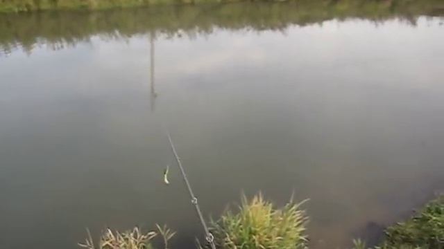 Ловим щуку в заросших водоемах. 27 минут ЛАЙФХАКОВ или парочка полезных советов. смотреть онлайн