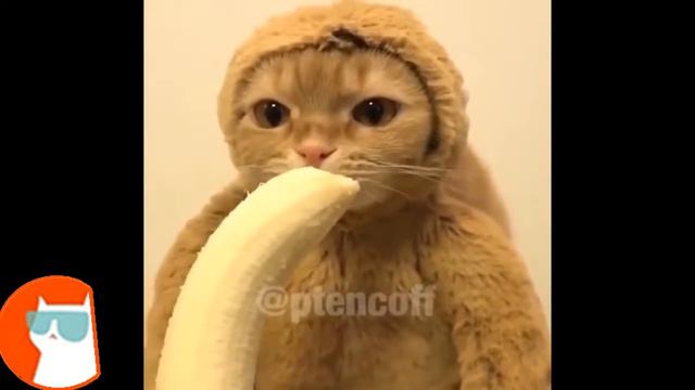 Лучшие прикольные ролики, всех времен # 6 смотреть онлайн