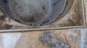 Как почистить душевой трап! Прочистка трапа в душе легко! How to clean the ladder