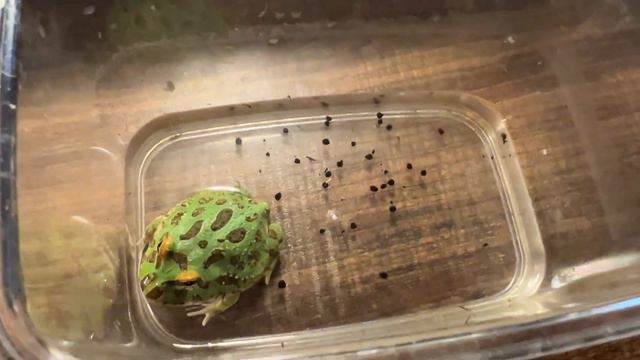 How To Cure Constipation In Frogs.Breeding Diary Of Ceratophrys Cranwelli