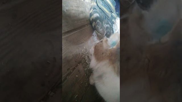 Отмечаем 10 подписчиков и 50 видео,(2 часть),кот ест кошачью мяту и сходит с ума смотреть онлайн