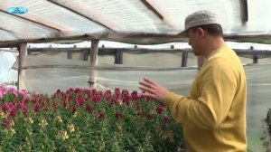 ЛЬВИНЫЙ ЗЕВ-ЦВЕТЕНИЕ-КОНЕЧНЫЙ РЕЗУЛЬТАТ.