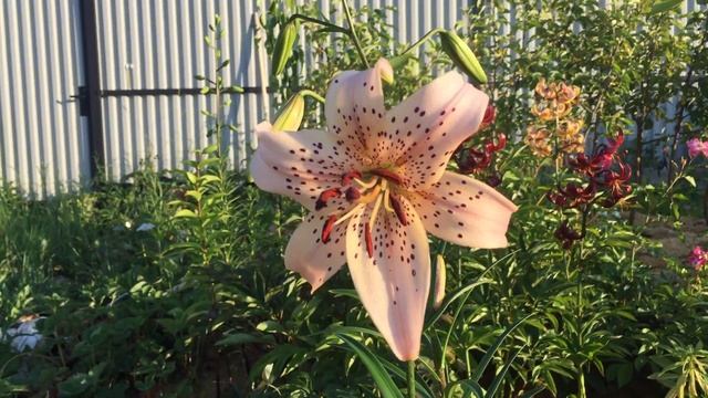 Лилия Тигровая Pink Giant смотреть онлайн