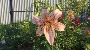 Лилия Тигровая Pink Giant