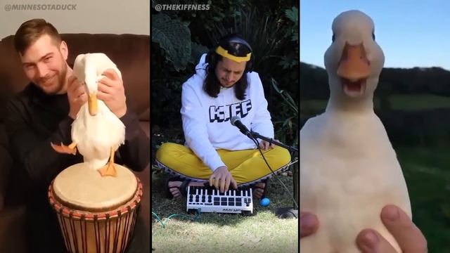 Ievan Polkka, but with ducks (The Kiffness Duck Club Remix) смотреть онлайн