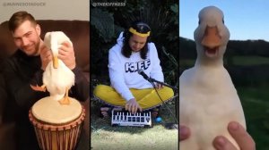 Ievan Polkka, but with ducks (The Kiffness Duck Club Remix)