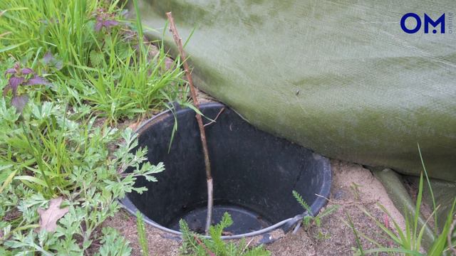 "Naturschutz liegt in unser aller Hand" - Werner Schiller aus Damme rettet Amphibien смотреть онлайн