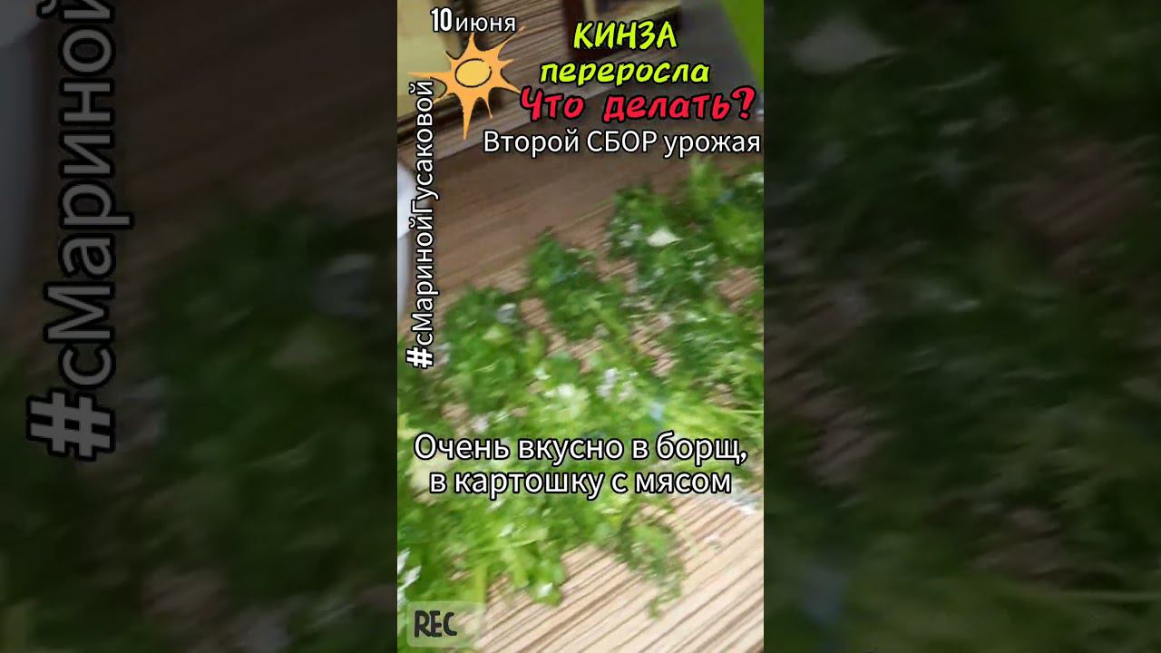 Как заготовить КИНЗУ впрок #Заготовки на зиму один из способов | часть 3-я10 июня смотреть онлайн