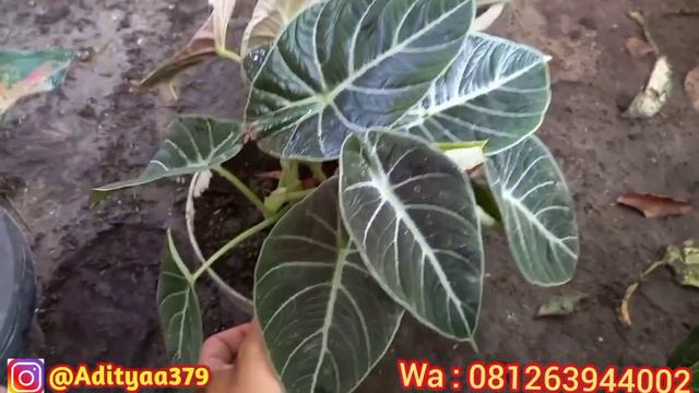 Jual Aglonema Romosan смотреть онлайн