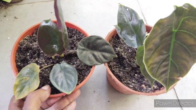 Alocasia Azlanii Vs Alocasia Infernalis
