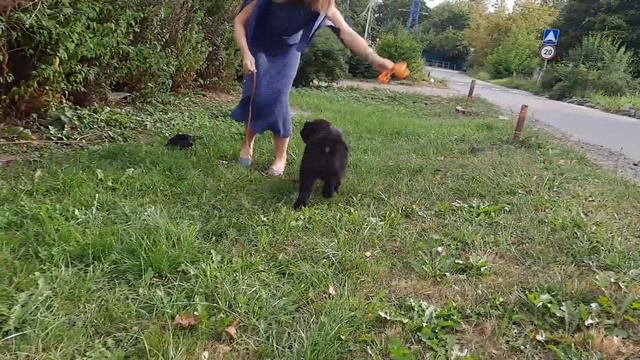 Продаются щенки чау-чау смотреть онлайн