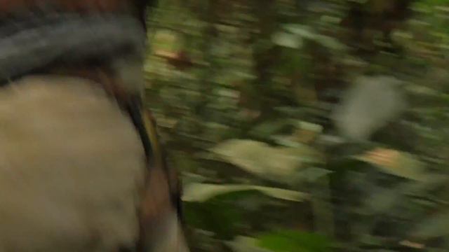 True Magnum TV S1:E13- "It's On" (Blue Sheep, Kuban Tur, Bongo) смотреть онлайн