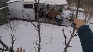 Снижение кроны колоновидной яблони. Зимняя обрезка плодового дерева.