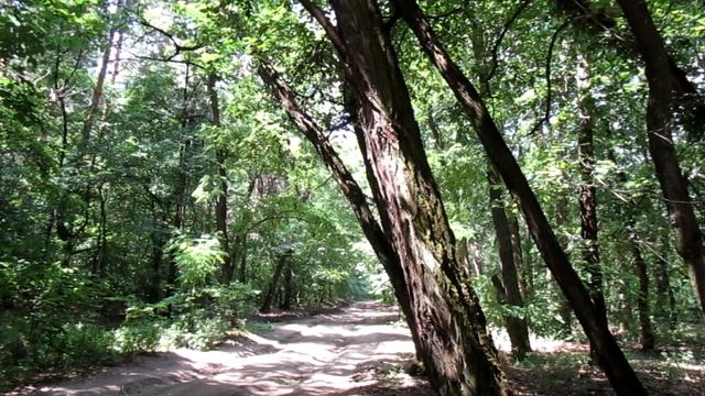 Hoopoe bird call, singing, eating, flying. Hoopoe song, sound, flight. The Life of a Hoopoe смотреть онлайн