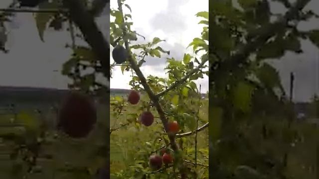 Сорт сливы "Куяшская" в плодово-ягодном питомнике "Чишминский Новый сад " смотреть онлайн