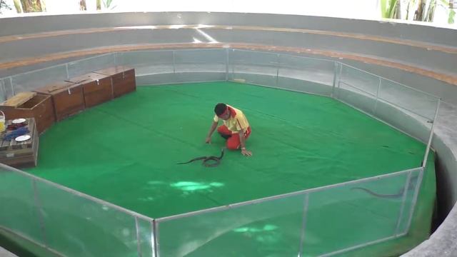 Нячанг. Вьетнам. Шоу змей. Snake show. смотреть онлайн