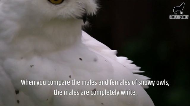 Top 10 Animals That Live in the Tundra - And the Three Types of Tundra смотреть онлайн