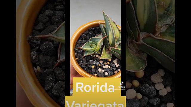 Sansevieria Rorida Variegata #sansevieria #sansevieriaplant #sansevieriavariegated #sanse