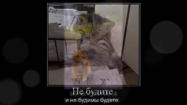 Веселые картинки. Приколы про котов смешные. Прикольные кошки. смотреть онлайн