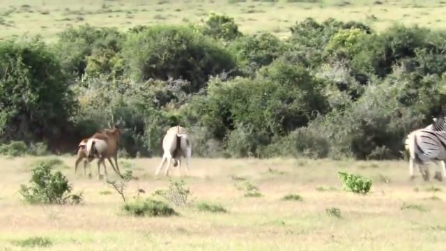 Львы поедают живьем. Дикая Африка. Лев и зебра.  Львиный прайд напал.  Львиная атака.