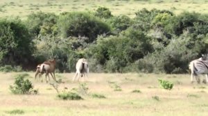 Львы поедают живьем. Дикая Африка. Лев и зебра.  Львиный прайд напал.  Львиная атака.